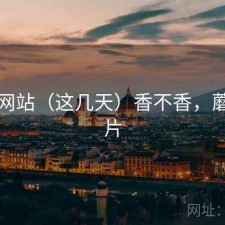 蘑菇网站（这几天）香不香，蘑菇网片