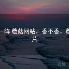 用了一阵 蘑菇网站，香不香，蘑菇网片